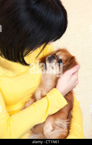 Pekingese cane nella ragazza in seno al coperto Foto Stock