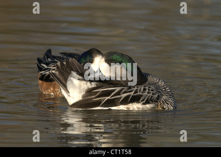 Maschio e femmina di CHILOE WIGEON Anas sibilatrix Foto Stock