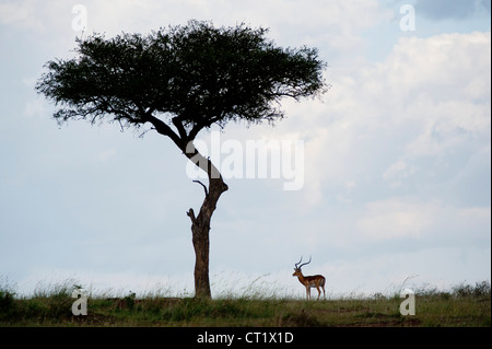 Lone gazzella all'orizzonte sotto un albero di acacia Foto Stock