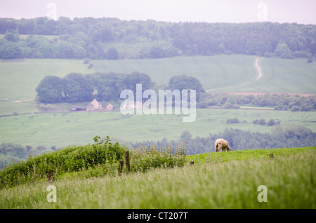 COTSWOLDS, Inghilterra: Le pecore pascolano pacificamente nei campi verdeggianti della campagna delle Cotswolds, le loro feci bianche contrastano con la lussureggiante erba verde. Il paesaggio ondulato è caratteristico di questa area designata di straordinaria bellezza naturale (AONB) nell'Inghilterra centro-meridionale. La regione delle Cotswolds si estende per circa 800 chilometri quadrati in cinque contee, conosciuta per i suoi caratteristici villaggi di pietra calcarea dorata, gli antichi boschi e la tradizionale agricoltura pastorale. Le pecore sono state parte integrante dell'economia e del paesaggio della zona per secoli, contribuendo a mantenere le praterie corte che definiscono Foto Stock