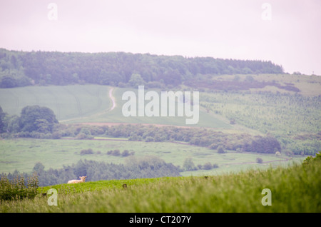 COTSWOLDS, Inghilterra: Le pecore pascolano pacificamente nei campi verdeggianti della campagna delle Cotswolds, le loro feci bianche contrastano con la lussureggiante erba verde. Il paesaggio ondulato è caratteristico di questa area designata di straordinaria bellezza naturale (AONB) nell'Inghilterra centro-meridionale. La regione delle Cotswolds si estende per circa 800 chilometri quadrati in cinque contee, conosciuta per i suoi caratteristici villaggi di pietra calcarea dorata, gli antichi boschi e la tradizionale agricoltura pastorale. Le pecore sono state parte integrante dell'economia e del paesaggio della zona per secoli, contribuendo a mantenere le praterie corte che definiscono Foto Stock