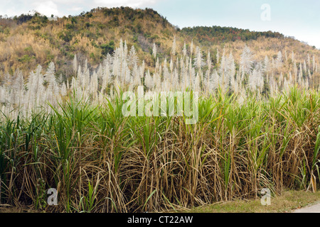 La canna da zucchero campo nel nord della Thailandia Foto Stock