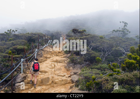 Kinabalu National Park, Malaysias montagna più alta (4095m), Sabah Borneo, Malaysia Foto Stock