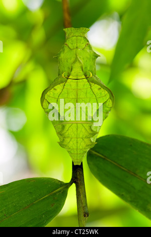 Troides helena cerberus butterfly pupa strano volto umano Foto Stock