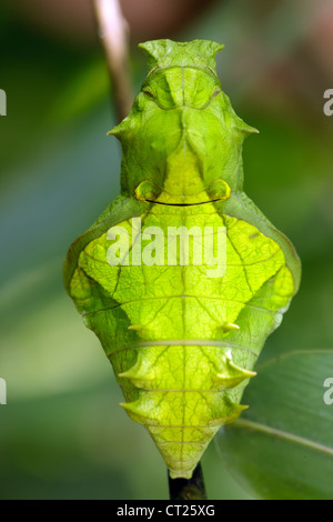 Troides helena cerberus butterfly pupa strano sorridente volto umano Foto Stock