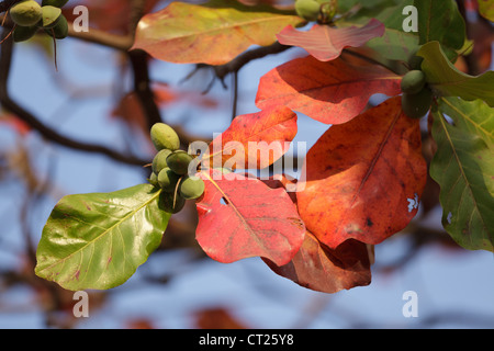 Dettaglio di tropicale asiatica di mandorlo Terminalia Catappa Foto Stock