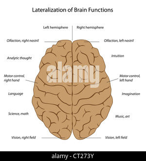 Funzioni del cervello Foto Stock