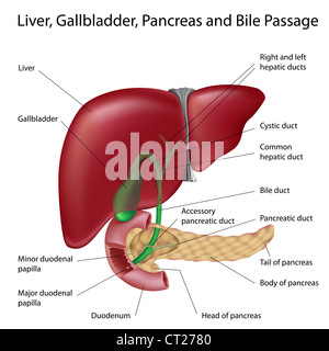 Live, del pancreas, della cistifellea e passaggio di bile Foto Stock