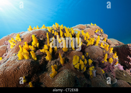 Colonia di giallo Tunicati, Mar dei Caraibi, Dominica Foto Stock
