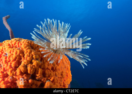 Worm della ventola sulla spugna rossa, Spirographis sp., Mar dei Caraibi, Dominica Foto Stock