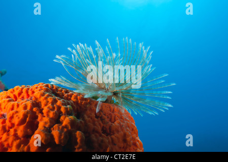 Worm della ventola sulla spugna rossa, Spirographis sp., Mar dei Caraibi, Dominica Foto Stock