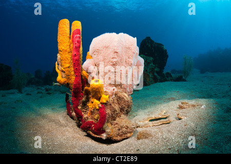 Una scogliera corallina caraibica, il Mare dei Caraibi, Dominica Foto Stock