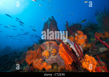 Una scogliera corallina caraibica, il Mare dei Caraibi, Dominica Foto Stock