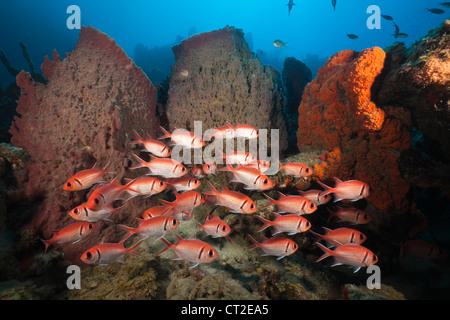 Soldierfish sulla barriera corallina, Myripristis jacobus, Mar dei Caraibi, Dominica Foto Stock