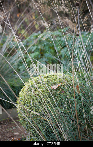 East Ruston Old Vicarage Gardens, Norfolk, inverno (Alan grigio e Graham Robeson). Seedheads e topiaria da palla scatola Foto Stock