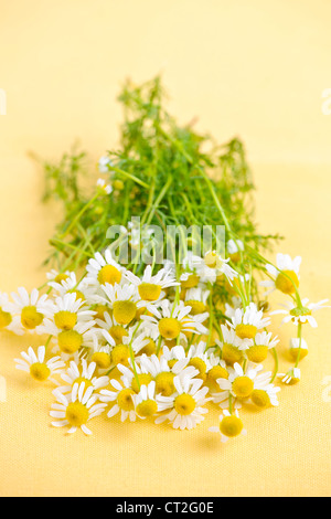 Mazzetto di freschi Fiori di camomilla su sfondo giallo Foto Stock