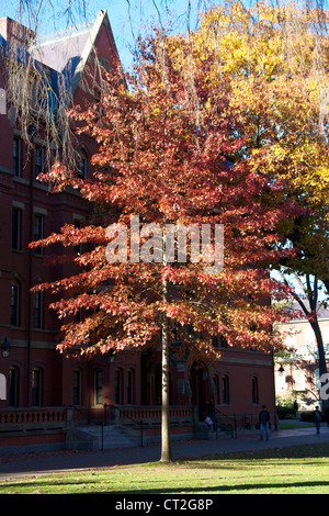 Caduta delle foglie prima di un dormitorio della matricola edificio in Harvard Yard, il cuore antico della Harvard University campus di Cambridge, MA. Foto Stock