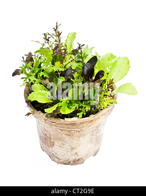 Vasi di piantine di lattuga giardino e insalata verde isolato su bianco Foto Stock