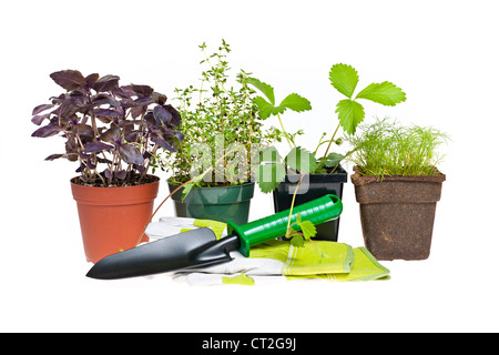 Le piante e le piantine con utensili da giardinaggio isolato su bianco Foto Stock