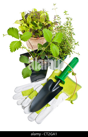 Concetto di piantagione e giardinaggio di primavera. Utensili,  annaffiatoio, vasi da fiori, secchi, pietre decorative. Germogli di patate  fresche, carote, aglio e su Foto stock - Alamy