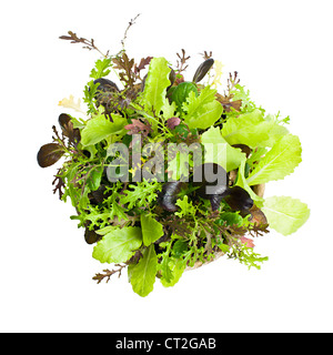 Vasi di piantine di lattuga giardino e insalata dal di sopra Foto Stock