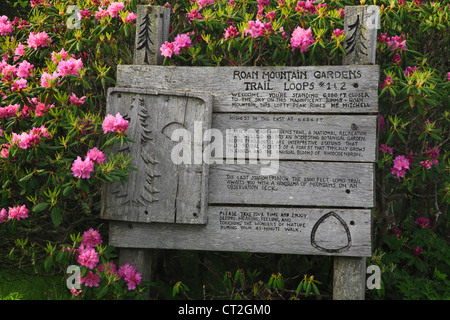 Stefano alta manopola Rhodorendron giardini, Stefano montagna, Carver il Gap, Tennessee / North Carolina, STATI UNITI D'AMERICA Foto Stock