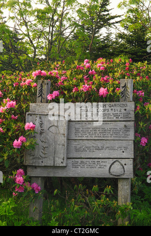 Stefano alta manopola Rhodorendron giardini, Stefano montagna, Carver il Gap, Tennessee / North Carolina, STATI UNITI D'AMERICA Foto Stock