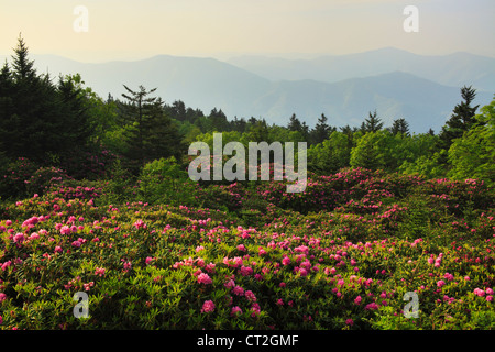 Stefano alta manopola Rhodorendron giardini, Stefano montagna, Carver il Gap, Tennessee / North Carolina, STATI UNITI D'AMERICA Foto Stock