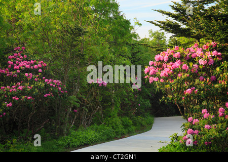 Stefano alta manopola Rhodorendron giardini, Stefano montagna, Carver il Gap, Tennessee / North Carolina, STATI UNITI D'AMERICA Foto Stock