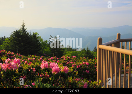 Stefano alta manopola Rhodorendron giardini, Stefano montagna, Carver il Gap, Tennessee / North Carolina, STATI UNITI D'AMERICA Foto Stock