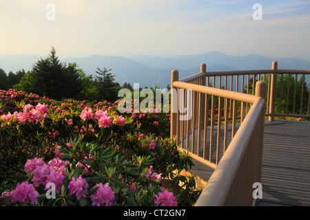 Stefano alta manopola Rhodorendron giardini, Stefano montagna, Carver il Gap, Tennessee / North Carolina, STATI UNITI D'AMERICA Foto Stock