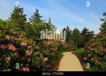 Stefano alta manopola Rhodorendron giardini, Stefano montagna, Carver il Gap, Tennessee / North Carolina, STATI UNITI D'AMERICA Foto Stock