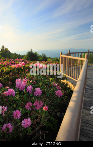 Stefano alta manopola Rhodorendron giardini, Stefano montagna, Carver il Gap, Tennessee / North Carolina, STATI UNITI D'AMERICA Foto Stock