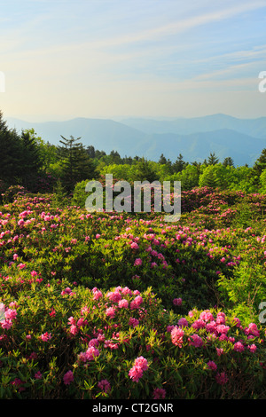 Stefano alta manopola Rhodorendron giardini, Stefano montagna, Carver il Gap, Tennessee / North Carolina, STATI UNITI D'AMERICA Foto Stock