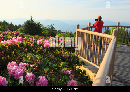 Stefano alta manopola Rhodorendron giardini, Stefano montagna, Carver il Gap, Tennessee / North Carolina, STATI UNITI D'AMERICA Foto Stock