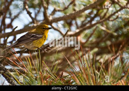 Trillo di pino (pinus Dendroica) Foto Stock