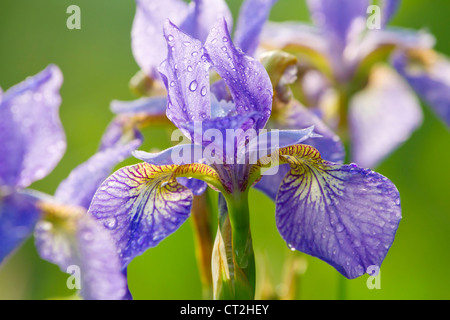 Belli freschi Fiori iris con gocce d'acqua Foto Stock