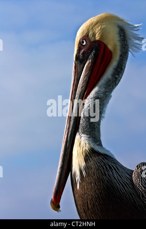 Una vista laterale di un maschio di California Brown Pelican mostra il suo piumaggio di allevamento. Foto Stock