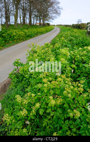 Impianto introdotti, Alexanders, smyrnium oleraceum, crescente accanto alla strada di campagna, Norfolk, Regno Unito, Aprile Foto Stock