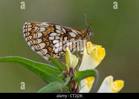 Heath Fritillary Melitaea athalia sono ' appollaiati sulla mucca comune-grano a Halse Combe, Somerset nel mese di giugno. Foto Stock