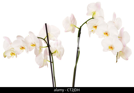 Close-up di le orchidee bianche fiori su sfondo bianco Foto Stock