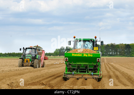 Regno Unito, allevamento commerciale di coltivazione di patate, trattore con piantatrice di patate, trattore con pietra macchina di prelievo sulla sinistra, Norfolk, Regno Unito, maggio Foto Stock