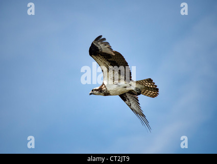 Osprey in volo, Delaware. Foto Stock