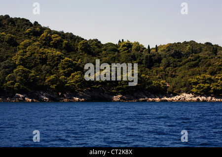 Pino di Aleppo isola di Lokrum Dubrovnik Dalmazia Croazia Foto Stock