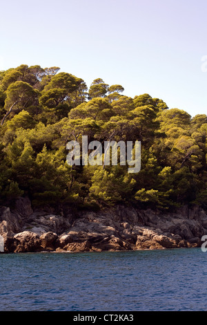 Pino di Aleppo isola di Lokrum Dubrovnik Dalmazia Croazia Foto Stock