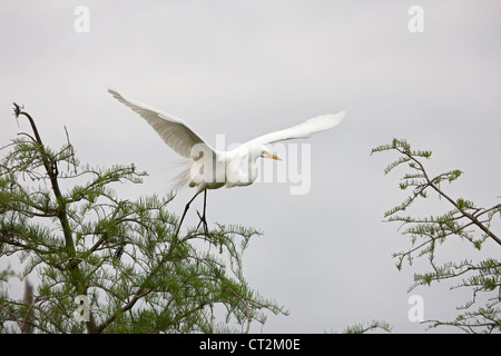 Airone bianco maggiore (Casmerodius Albus) ,In volo ,Louisiana ,USA Foto Stock