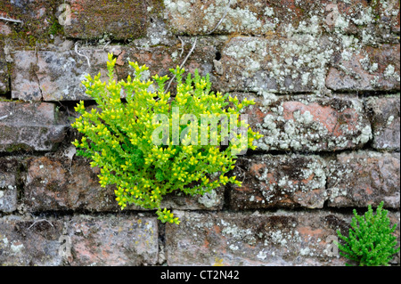 Mordere stonecrop, sedum acre, stabilito in rosso sul muro di mattoni, Norfolk, Regno Unito, Giugno Foto Stock