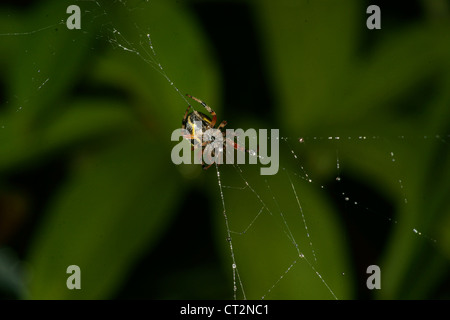 Orb in marmo spider crea un web e attende in medio fino a battenti la preda è intrappolata nel thread sticky. Zanne presso il pronto Foto Stock