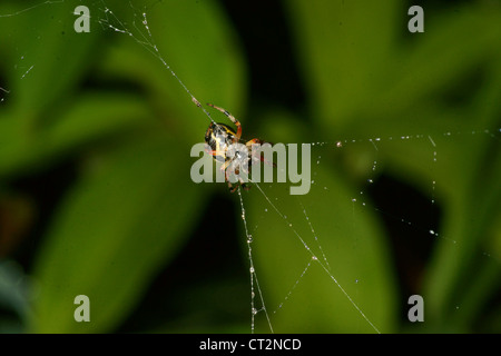 Orb in marmo spider crea un web e attende in medio fino a battenti la preda è intrappolata nel thread sticky. Zanne presso il pronto Foto Stock