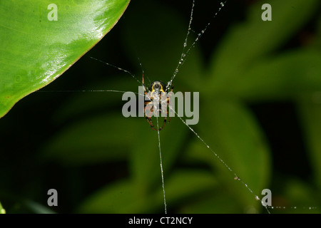 Orb in marmo spider crea un web e attende in medio fino a battenti la preda è intrappolata nel thread sticky. Zanne presso il pronto Foto Stock